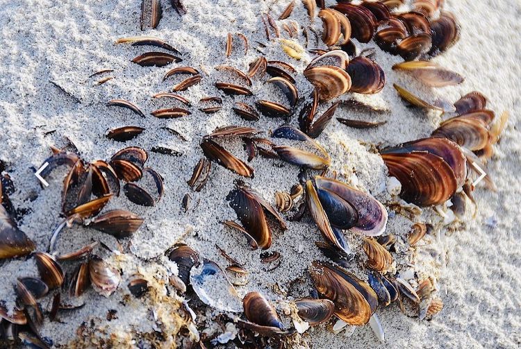 Fresh mussels from the Mossel Bay intertidal pools
